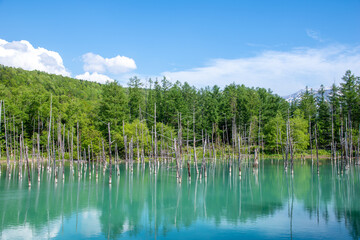 白金 青い池