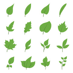Set of tree leaves in a flat style. Vector illustration of leaves and branches with leaves isolated on a white background.