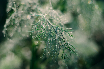 Dill leaf covered with dew.