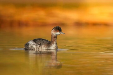 duck on the water