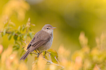 Beautiful bird