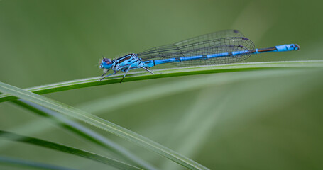 Wasserjungfern (Zygoptera), Libellen, blau, klein