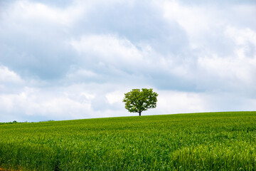 セブンスターの木
