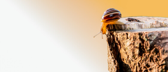 Swedish Snail on a wooden log that feels with its trunk along the road