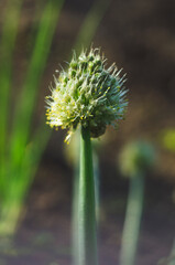 Green onion pod with seeds.
