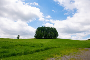  マイルドセブンの木