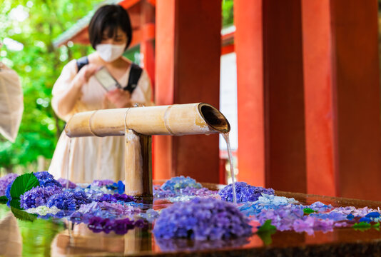 初夏の鎌倉 鶴岡八幡宮 花手水 Stock Photo Adobe Stock