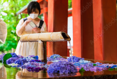 初夏の鎌倉 鶴岡八幡宮 花手水 Wall Mural Wallpaper Murals Oben901