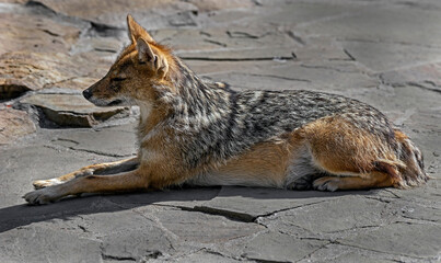 Fototapeta premium Golden jackal on the ground. Latin name - Canis aureus