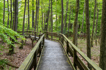 Hiking trail on boardwalks through the Todtenbruch Moor in the Eifel region