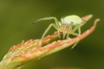 little young green spider Nigma