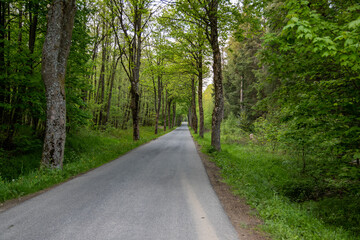 Fototapeta na wymiar Road in the Eifel region with beech trees on both sides