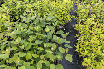 Garden centre or plant nursery.Flowering bushes in a tub in a garden center for landscaping, for working with landscaping.
