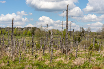 Naklejka premium Forest with withered trees along a hiking trail