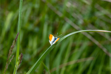 Orange tip butterfly sitting on a blade of grass