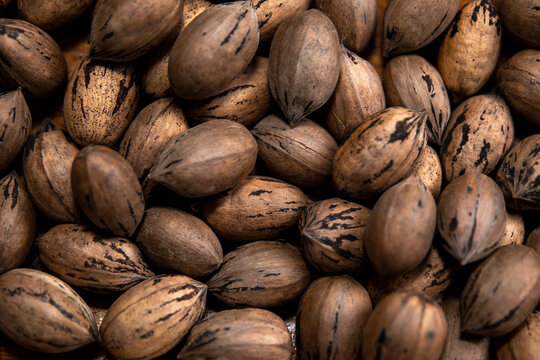 Raw in shell whole Pecan nuts dark and moody photo