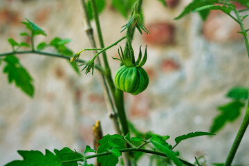 Small unripe green tomato. Cute oxheart tomato growing. Growth, care and respect for nature and organic farming.