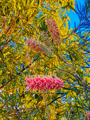 Grevillea in bloom, Australian winter