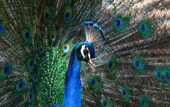 Portrait of beautiful peacock with feathers out (large and brightly bird).