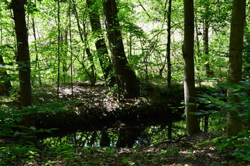 Landschaft im Frühling am Riemeisterfenn, Grunewald, Berlin