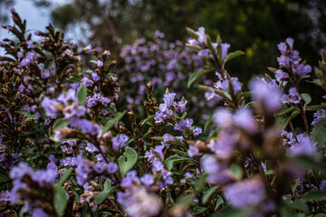 flowers in the field