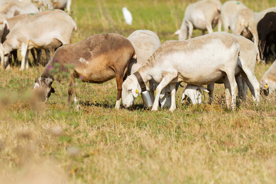 Herd of goats grazing in the meadow, animal concept.