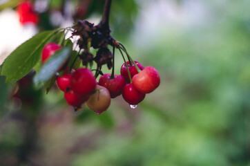 Ripe cherries with water drops.