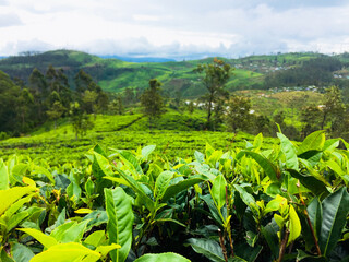 Fototapeta na wymiar Tea Plantation Sri Lanka | Nature | Hill Country | Upcountry | Best Tea | Greeny Fileds
