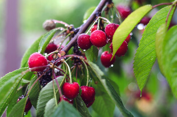 Ripe cherries with water drops.
