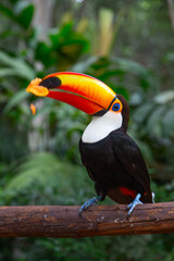 Colorful tucan