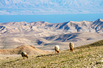 sheep in the mountains, sheeps in the desert - obrazy, fototapety, plakaty