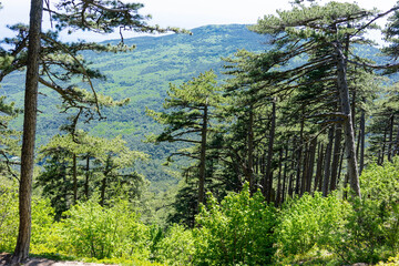 The mount Ai-Petri on a sunny day.