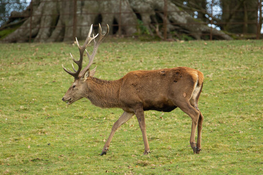 Single Male Red Deer (Cervus Elaphus) Standing At The Edge Of A Green Field With Trees And An Old Iron Fence In The Background