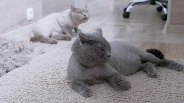 Two Trimmed Domestic British Grey Cats Lie on the Floor with a Pile of Cat Wool. A lot of soft wool lies on the floor after a haircut. Predators with brown Eyes. Grooming pets. 4K. Slow motion.