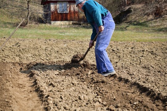 A farmer cultivates shoveled soil before planting in the spring in a traditional village