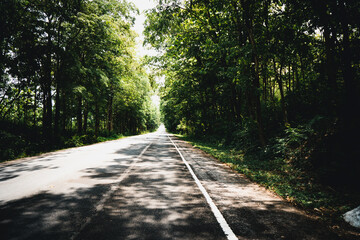 road in the forest