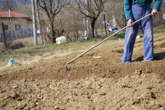 A farmer rakes the soil with a rake in the spring before planting vegetable seeds