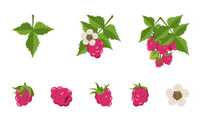 Raspberry with leaves and flowers, individual berries and twigs. Harvesting in a garden or forest. Delicious sweet food, snack, dessert © Екатерина Полякова