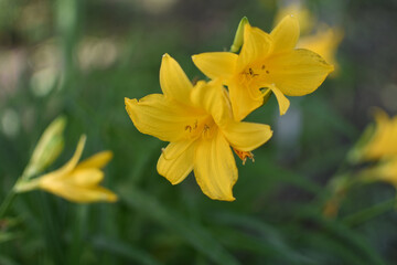 yellow daffodil flower