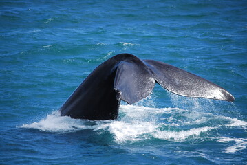 Naklejka premium whale-3