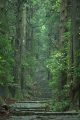 和歌山県 大門坂 新緑
