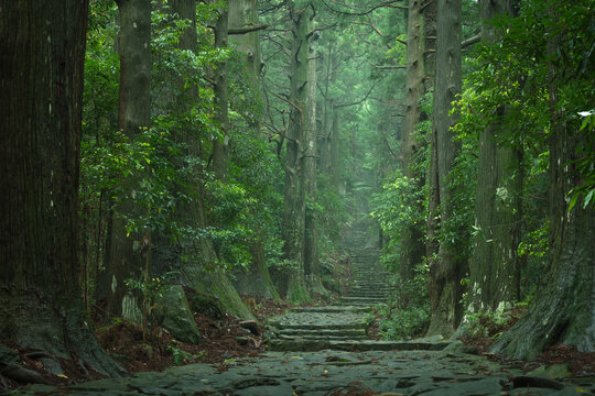 和歌山県 大門坂 新緑