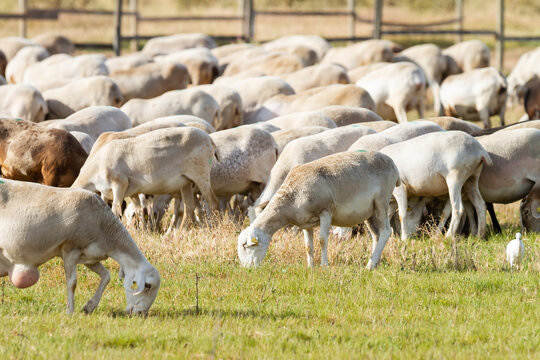 Herd of goats in the meadow grazing, animal concept.