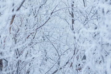 Snow and rime ice on the branches of bushes. Beautiful winter background with trees covered with hoarfrost. Plants in the park are covered with hoar frost. Cold snowy weather. Cool frosting texture.