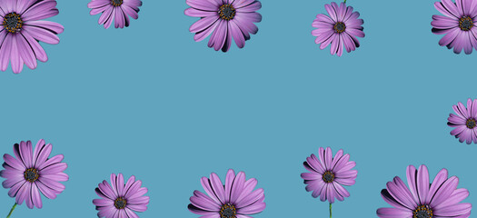 Purple Osteospermum flowers collage on blue background with place for text. Minimal summer concept