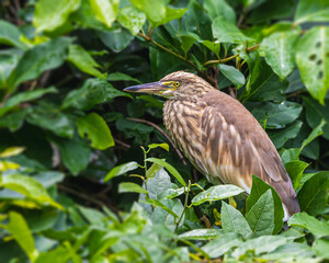 Pond Heron resting on a tree