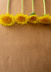 yellow flowers on a brown background. summer background