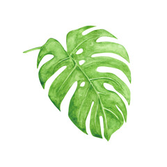 Fototapeta na wymiar Watercolor monstera isolated in a white background. Hand-drawn leaf of monstera illustration. The colorful floral object for your design. Monstera leaf clipart. Tropical plant. Exotic garden element.