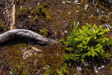 young fir tree on the forest floor