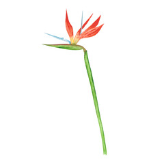 Strelitzia isolated on a white background. Watercolor bird of paradise flower illustration. Exotic garden clipart. Hand-drawn tropical floral object. Colorful strelitzia blossom print.